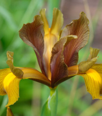 Kosatec Autumn Princess - Iris hollandica - cibuloviny - 3 ks