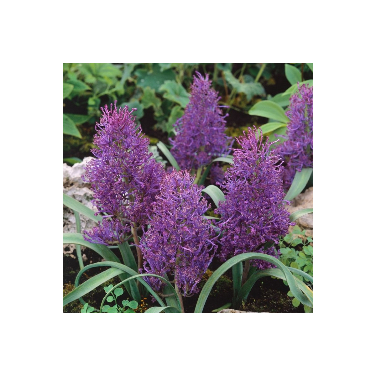 Modřenec Plumosum - Muscari comusum - cibuloviny - 5 ks