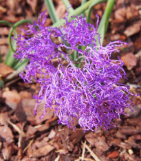 Modřenec Plumosum - Muscari comusum - cibuloviny - 5 ks