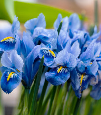 Kosatec síťkovaný Harmony - Iris reticulata - cibuloviny - 3 ks