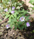 Sasanka Robinsoniana - Anemone nemorosa - cibuloviny - 1 ks