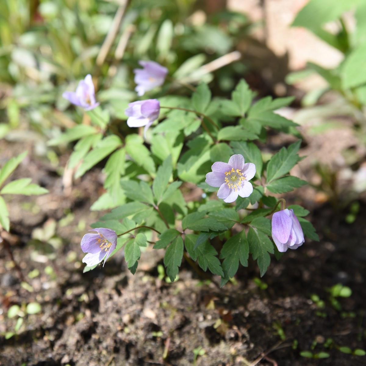 Sasanka Robinsoniana - Anemone nemorosa - cibuloviny - 1 ks