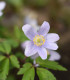 Sasanka Robinsoniana - Anemone nemorosa - cibuloviny - 1 ks