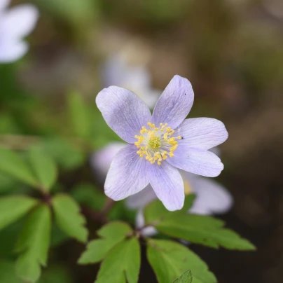 Sasanka Robinsoniana - Anemone nemorosa - cibuloviny - 1 ks