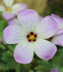 Šťavel žláznatolistý - Oxalis adenophylla - cibuloviny - 1 ks