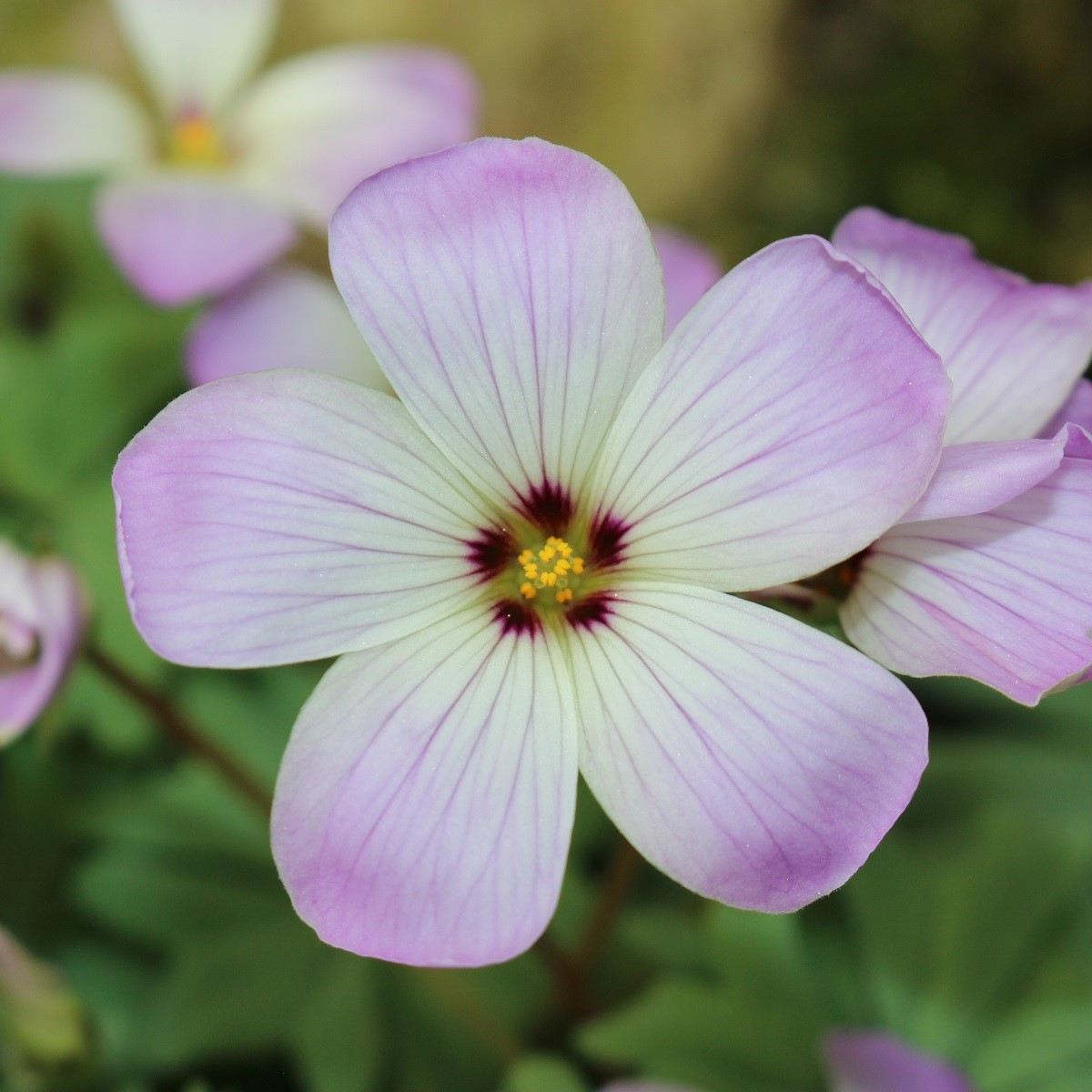 Šťavel žláznatolistý - Oxalis adenophylla - cibuloviny - 1 ks