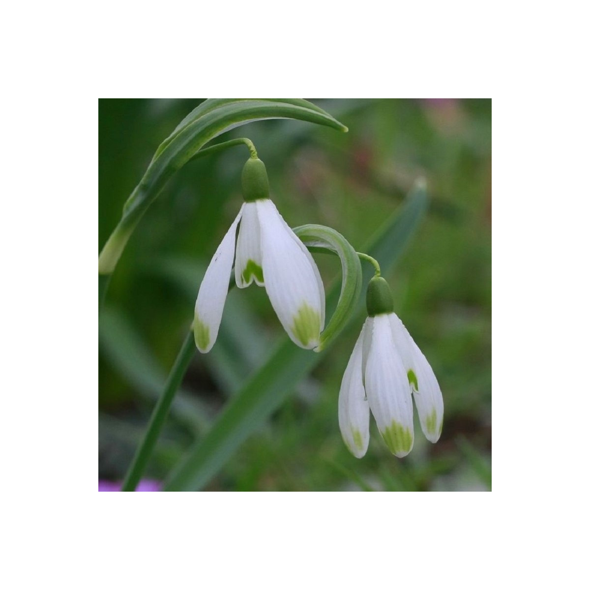 Sněženka viridi-apice - Galanthus nivalis - cibuloviny - 3 ks