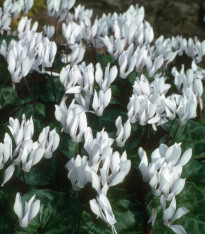 Brambořík Sowbread - Cyclamen repandum album - cibuloviny - 1 ks