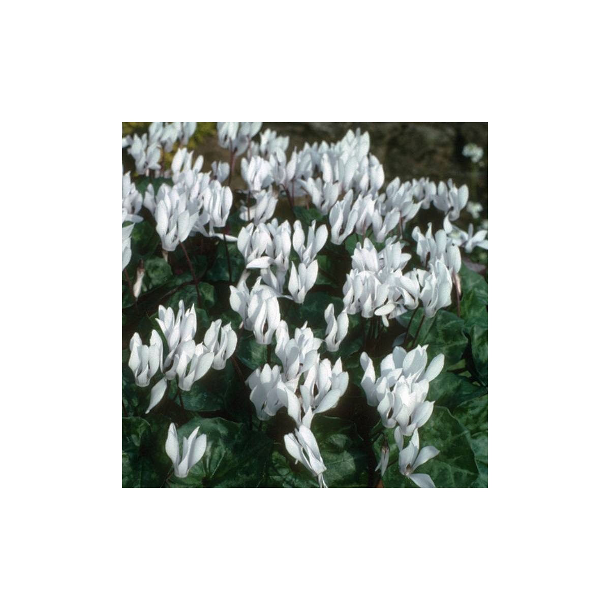 Brambořík Sowbread - Cyclamen repandum album - cibuloviny - 1 ks