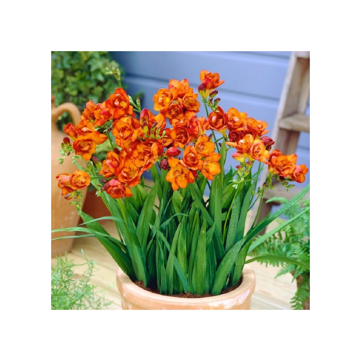 Frézie plnokvětá oranžová - Freesia - cibuloviny - 3 ks