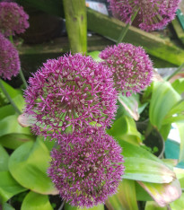 Česnek Ostara - Allium - cibuloviny - 3 ks