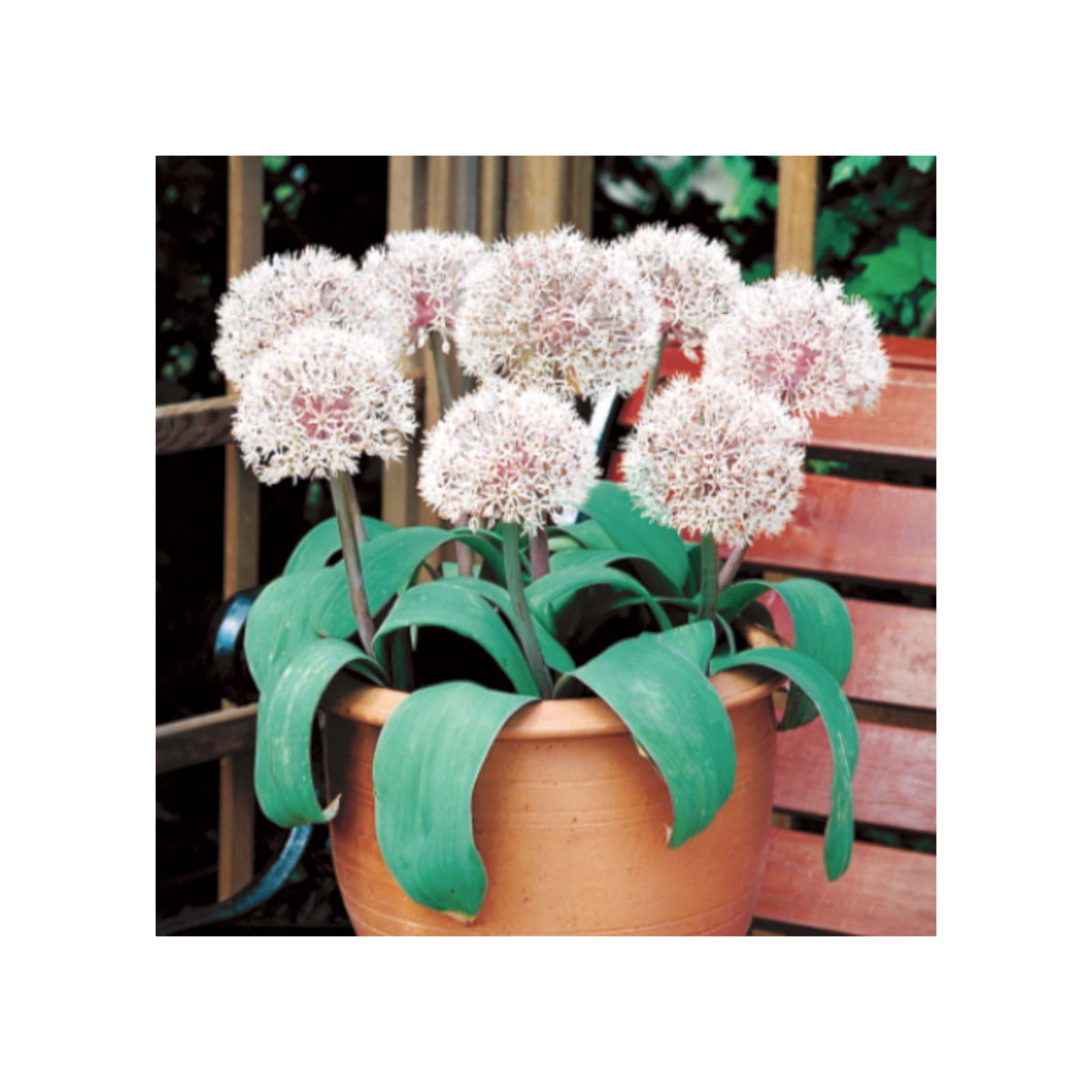 Česnek Ivory Queen - Allium - cibuloviny - 3 ks