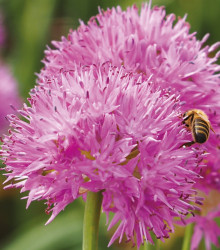 Česnek Carolinianum – Allium – cibulky okrasného česneku