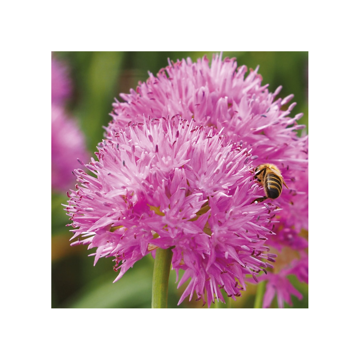 Česnek Carolinianum - Allium - cibuloviny - 3 ks