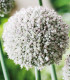 Česnek white Cloud - Allium - cibuloviny - 3 ks