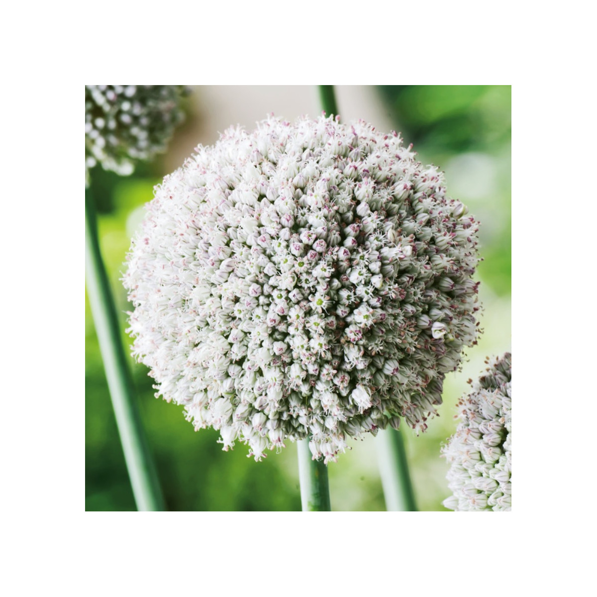 Česnek white Cloud - Allium - cibuloviny - 3 ks