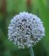 Česnek white Cloud - Allium - cibuloviny - 3 ks