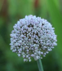 Česnek white Cloud - Allium - cibuloviny - 3 ks