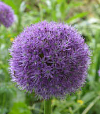 Česnek His Excellency - Allium - cibuloviny - 3 ks