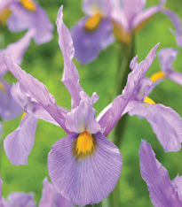 Kosatec holandský Pink Panter - Iris hollandica - cibuloviny - 3 ks