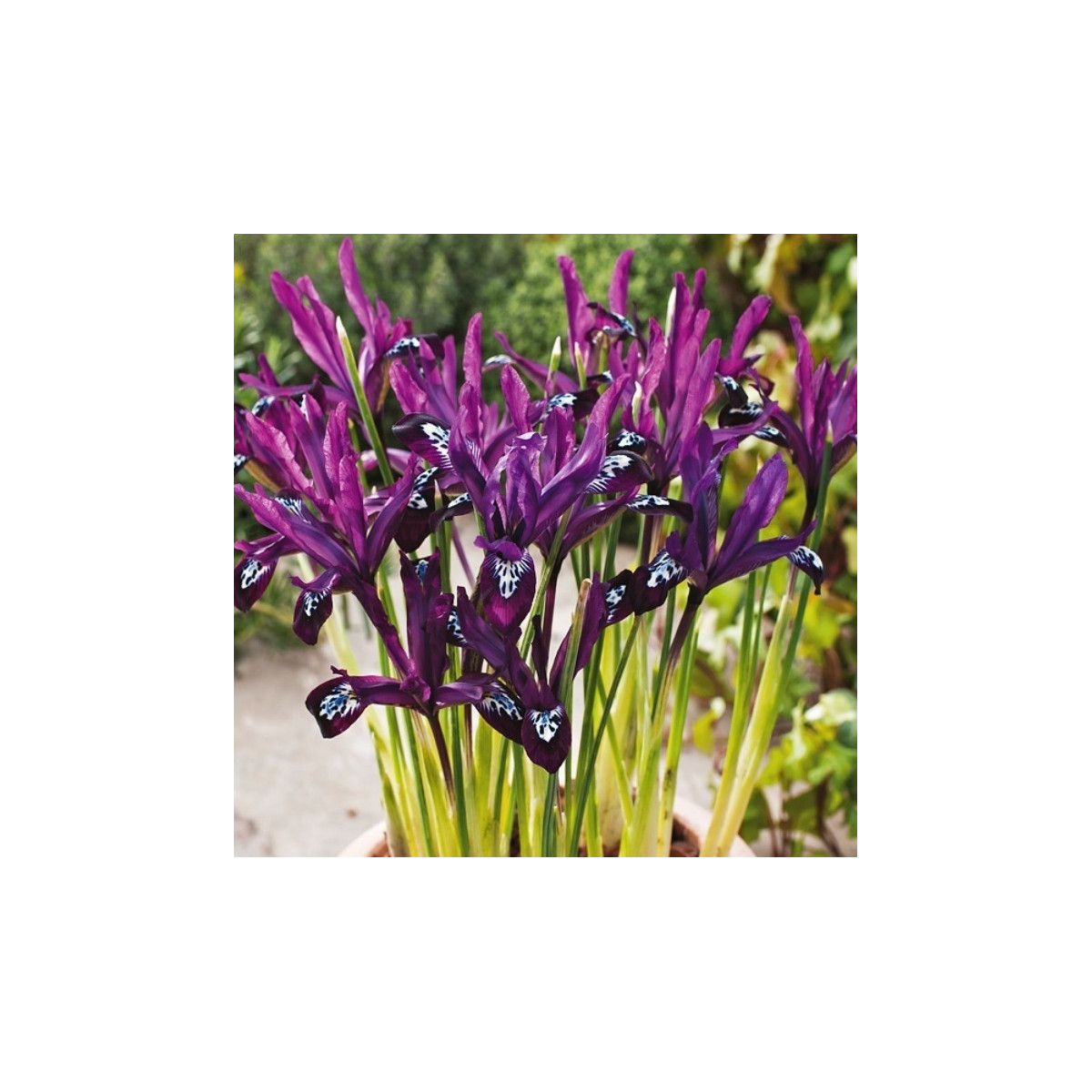 Kosatec síťkovaný Pauline - Iris reticulata - cibuloviny - 3 ks