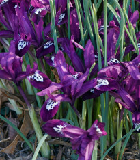 Kosatec síťkovaný Pauline - Iris reticulata - cibuloviny - 3 ks