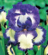 Kosatec německý Loop the Loop - Iris germanica - hlízy - 1 ks