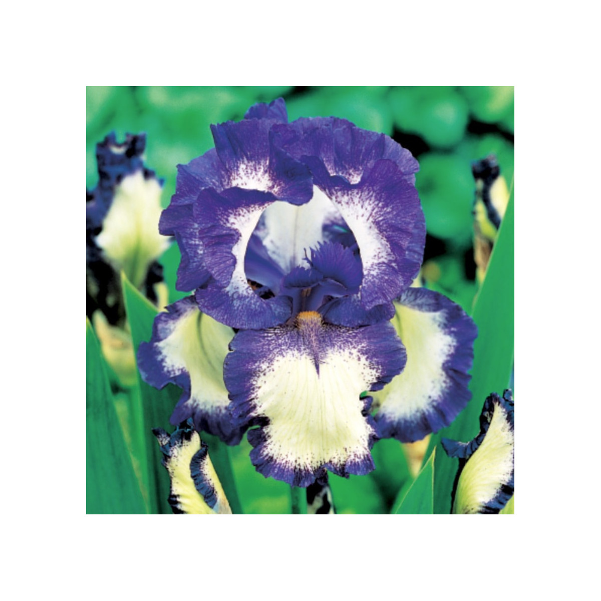 Kosatec německý Loop the Loop - Iris germanica - hlízy - 1 ks