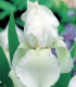 Kosatec německý bílý - Iris germanica - hlízy - 1 ks