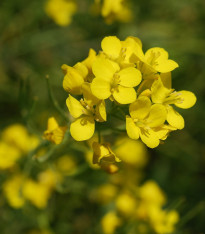 Hořčice černá - Brassica nigra - semena - 50 ks