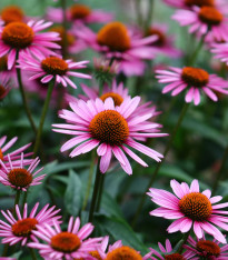 BIO Třapatkovka nachová - Echinacea purpurea - bio semena - 15 ks