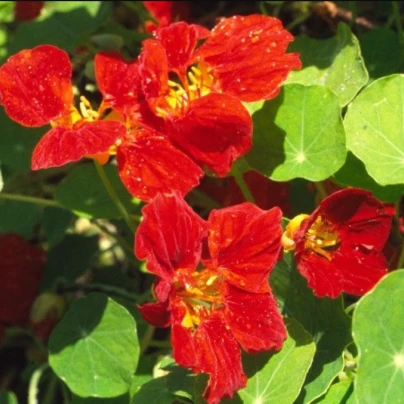 Lichořeřišnice menší Whirlybird mahagony - Kapucínka - Tropaeolum minus - semena - 10 ks