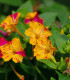 Nocenka jalapovitá Broken colors - Mirabilis jalapa - semena - 6 ks