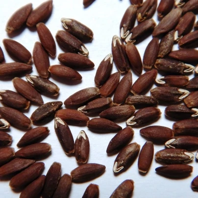 BIO olejnička iberská - Lallemantia iberica - bio semena - 30 ks