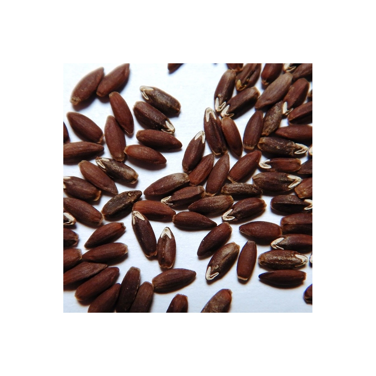 BIO olejnička iberská - Lallemantia iberica - bio semena - 30 ks