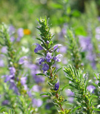 BIO olejnička iberská - Lallemantia iberica - bio semena - 30 ks