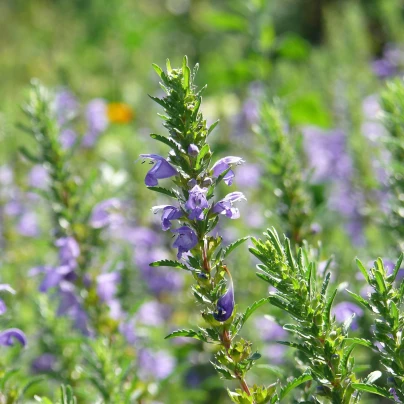 BIO olejnička iberská - Lallemantia iberica - bio semena - 30 ks