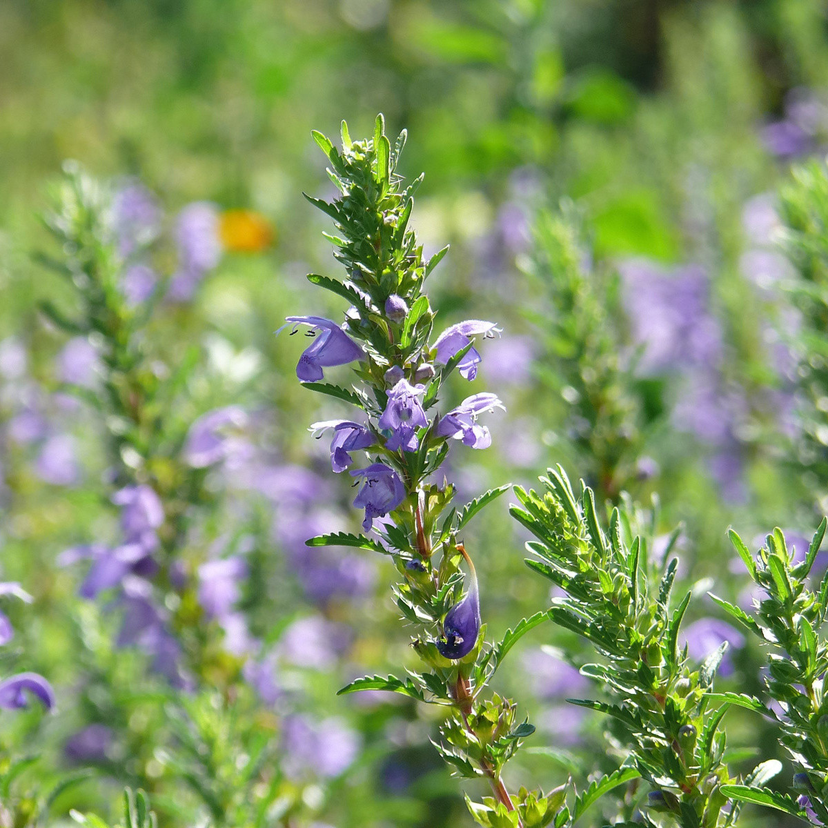 BIO olejnička iberská - Lallemantia iberica - bio semena - 30 ks