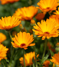 BIO Měsíček lékařský oranžový - Calendula officinalis - semena měsíčku - 30 ks