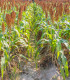 Čirok obecný - Sorghum bicolor - semena - 100 ks