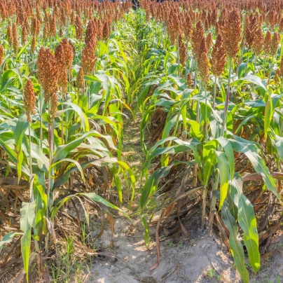 Čirok obecný - Sorghum bicolor - semena - 100 ks