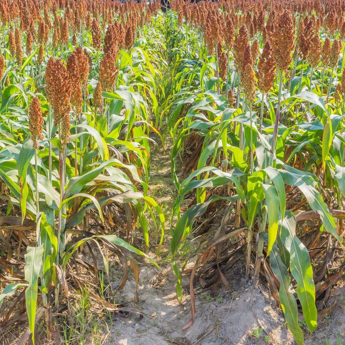 Čirok obecný - Sorghum bicolor - semena - 100 ks