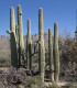 Saguaro - Kaktus svícnovitý - Carnegiea gigantea - semena - 5 ks