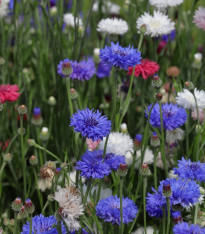 Chrpa - směs barev - Centaurea cyanus - semena - 100 ks