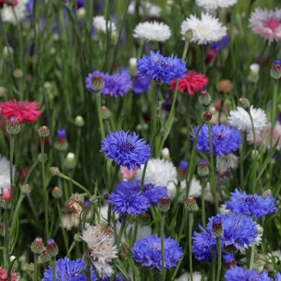Chrpa - směs barev - Centaurea cyanus - semena - 100 ks