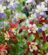 Orlíček velkokvětý směs - Aquilegia caerulea - semena - 250 ks
