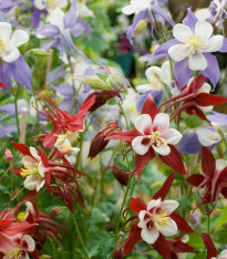 Orlíček velkokvětý směs - Aquilegia caerulea - semena - 250 ks