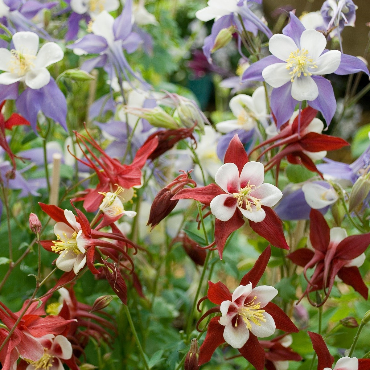 Orlíček velkokvětý směs - Aquilegia caerulea - semena - 250 ks