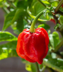 Chilli 7 Pot Douglah Red - Capsicum chinense - semena - 7 ks
