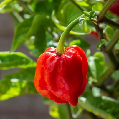 Chilli 7 Pot Douglah Red - Capsicum chinense - semena - 7 ks